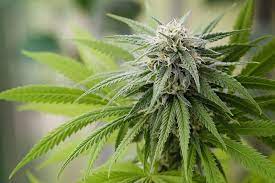 Cannabis terpenes