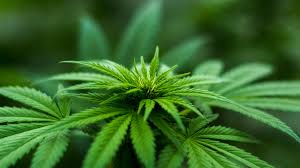 Organic Cannabis