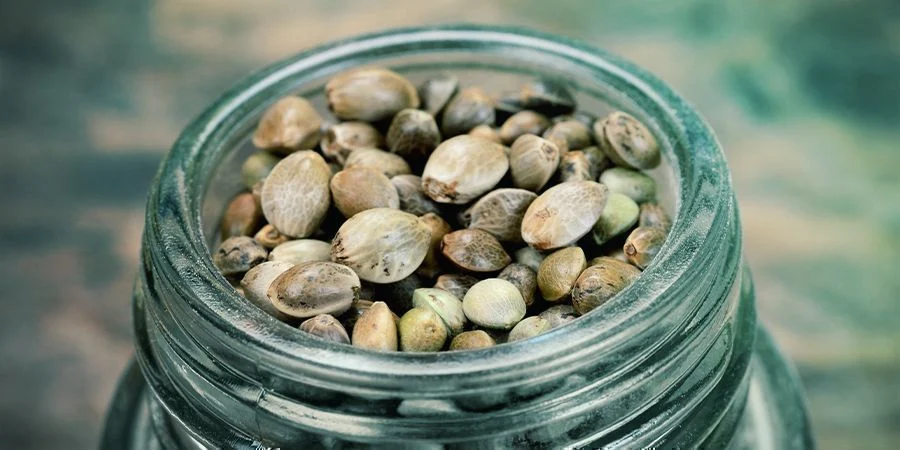 Cannabis seeds storage