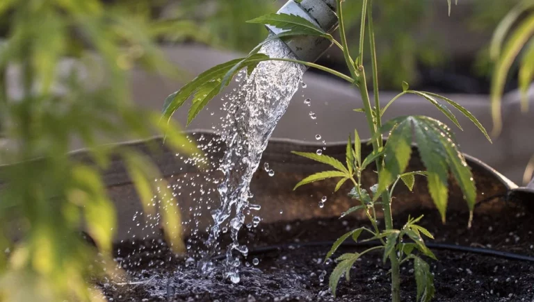 Water Cannabis Plants