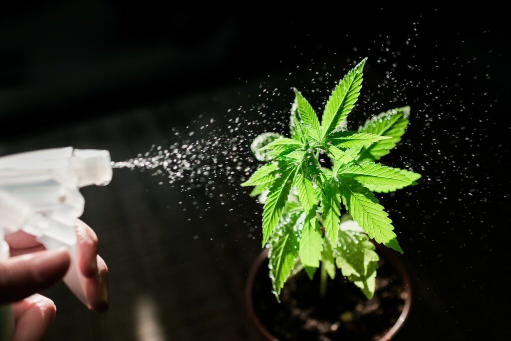 Water your cannabis plant