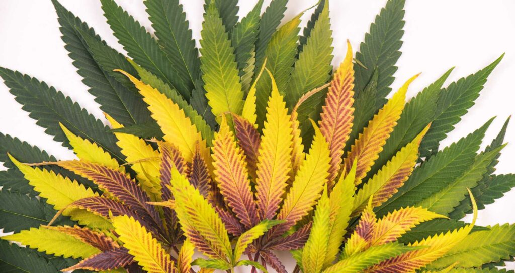 Yellow Leaves on Cannabis Plants