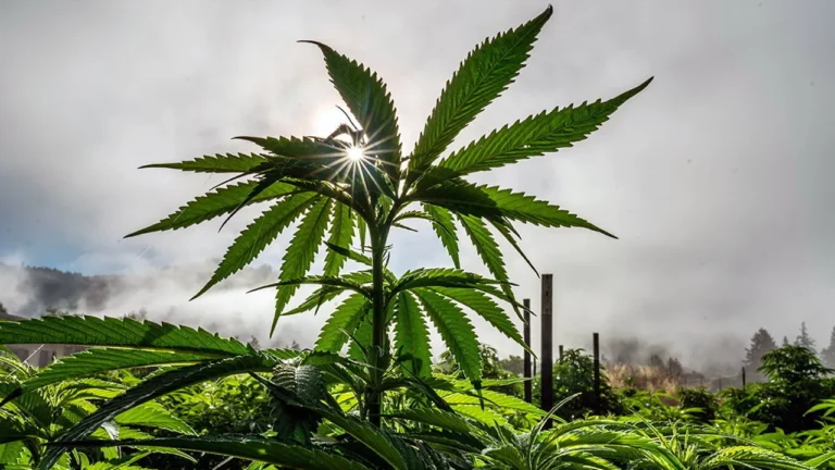 Cannabis Indoor growing