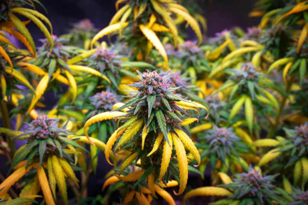 Harvest cannabis