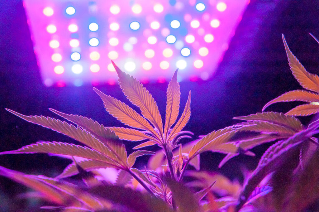 Proper light for cannabis