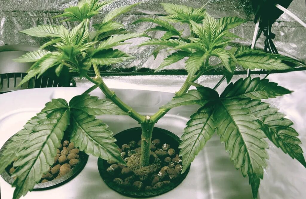 Training Cannabis Plants