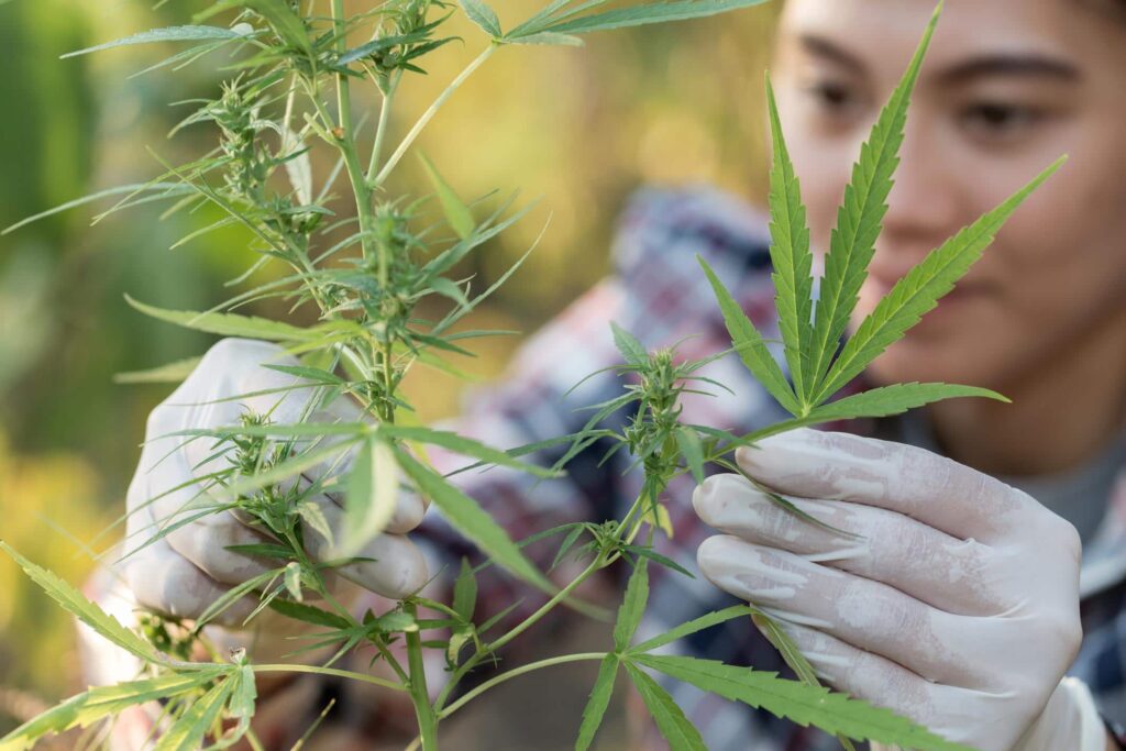 Cannabis pest control