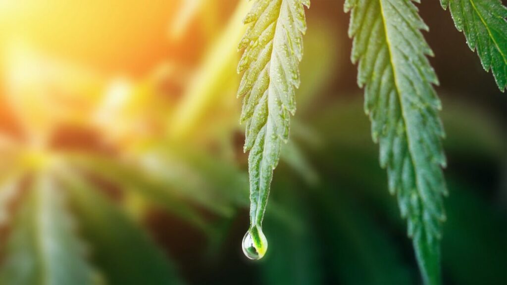 Water Requirement for Cannabis