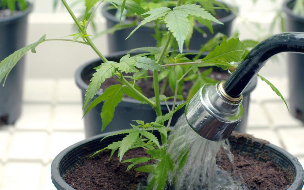 Water for Cannabis