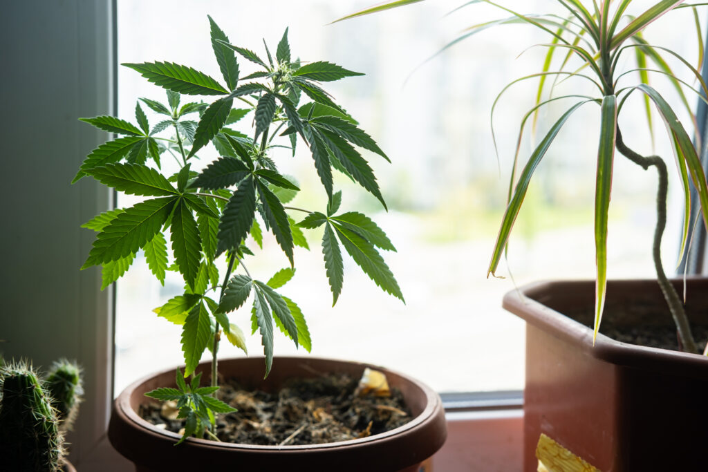 Grow cannabis indoor