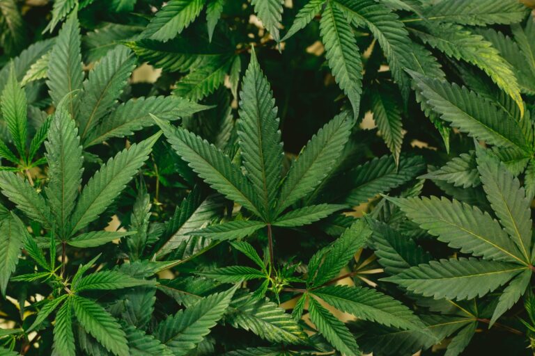 Cannabis Strains