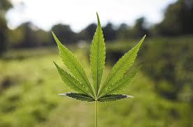 Medical Cannabis
