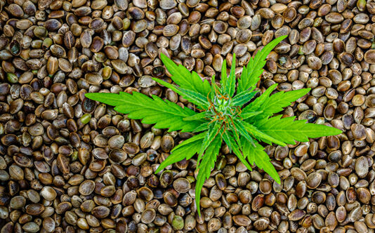 Germinate cannabis