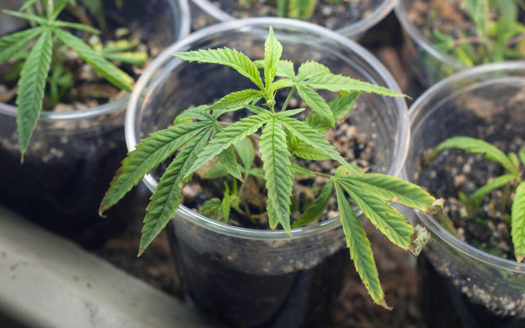 Cannabis for body and brain