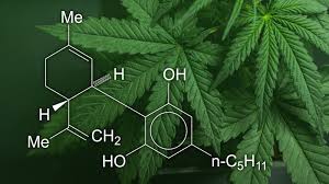 Cannabis Trichomes