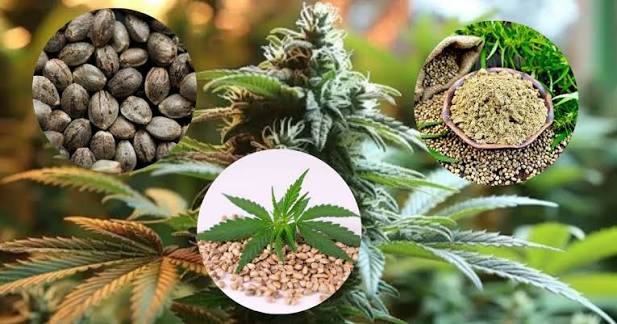 Healthy Cannabis Seed Germination